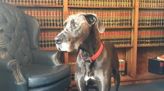 IMG-dog
